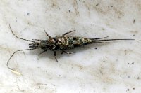 Die Felsenspringer sind eine recht kleine, urtümliche Insektenordnung. Wahrscheinlich handelt es sich bei dem ca. 1,5 cm langen, dicht beschuppten Tier um Machilis germanica. Fundort: Seidewitztal, Osterzgebirge.