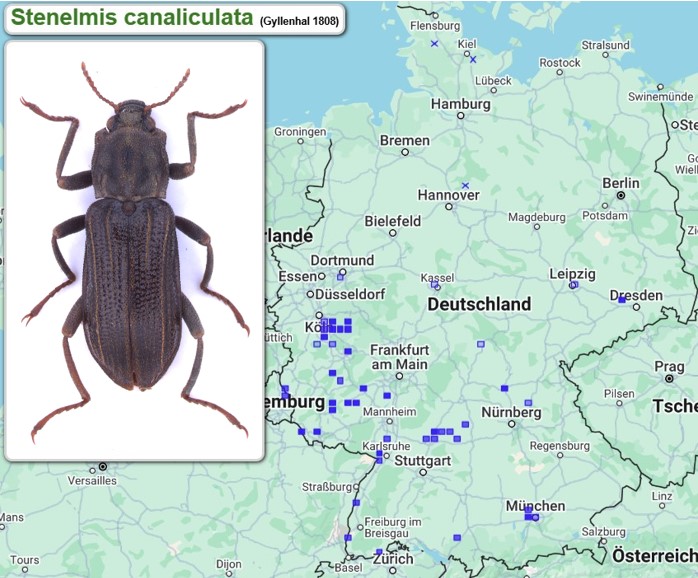 Abb_31_03_Fundmeldungen_Stenelmis_canaliculata