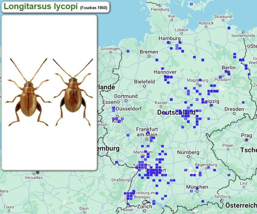 Abb_31_09_Fundmeldungen_Longitarsus_lycopi