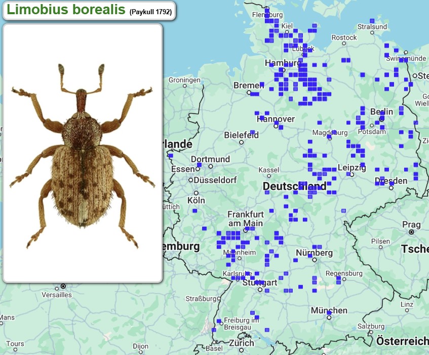 Abb_31_10_Fundmeldungen_Limonius_borealis