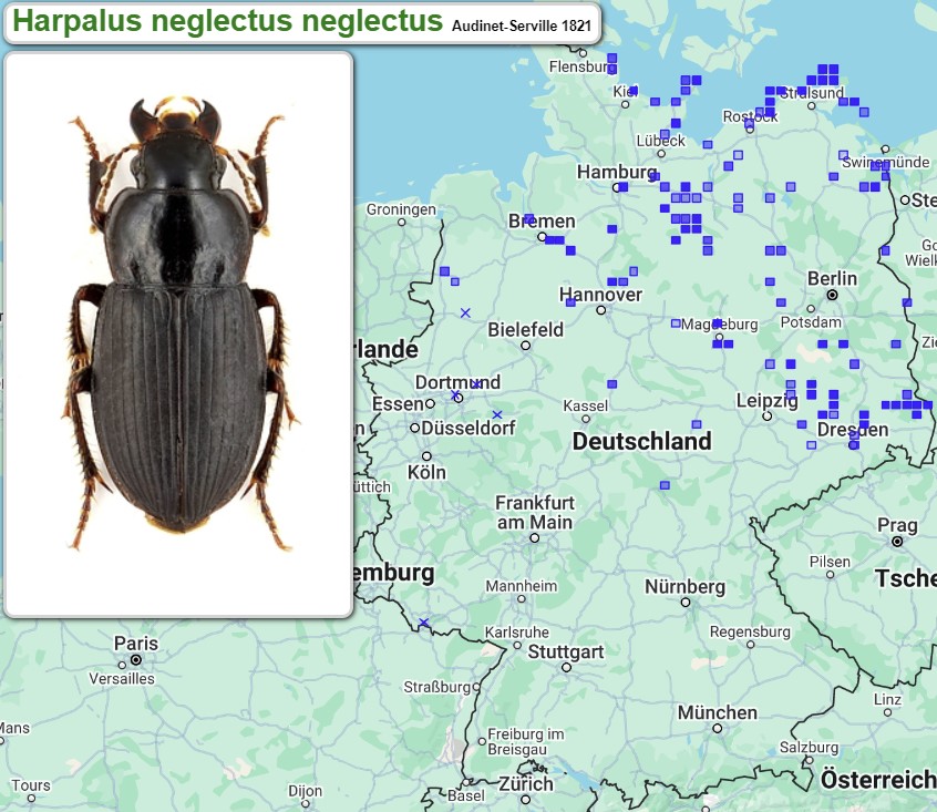 Abb_33_13_Verbreitung_Harpalus_neglectus