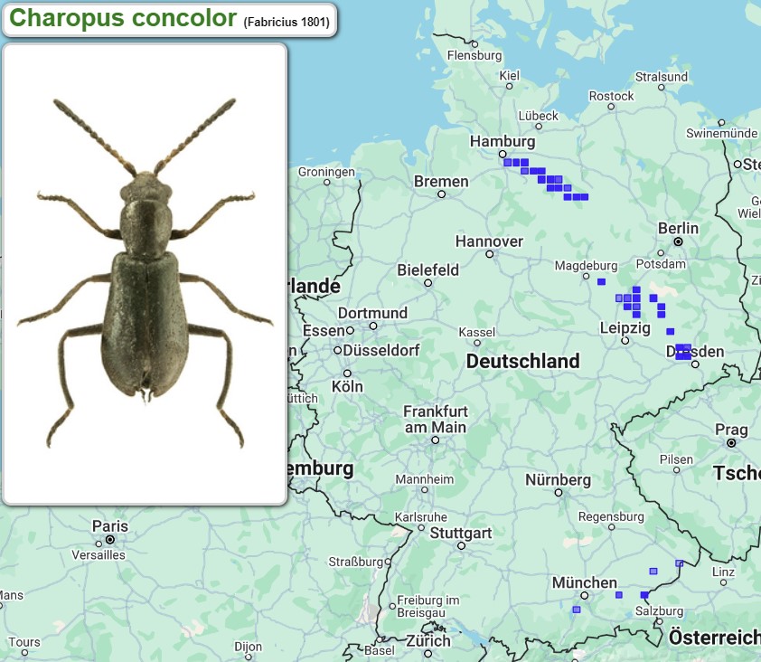 Abb_33_16_Verbreitung_Charopus_concolor