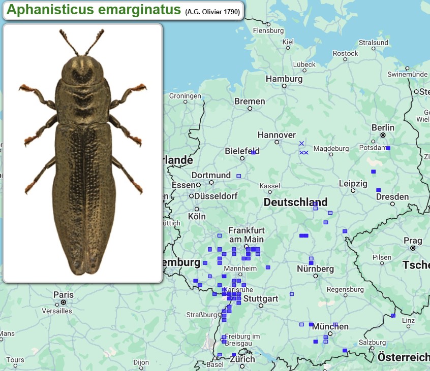 Abb_33_17_Verbreitung_Aphanisticus_emarginatus