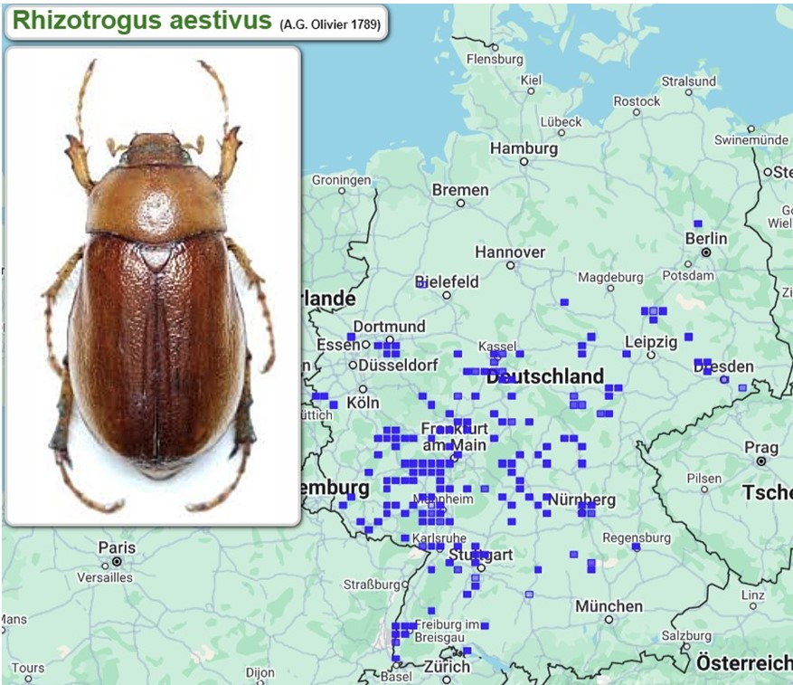 Abb_33_20_Verbreitung_Rhizotrogus_aestivus