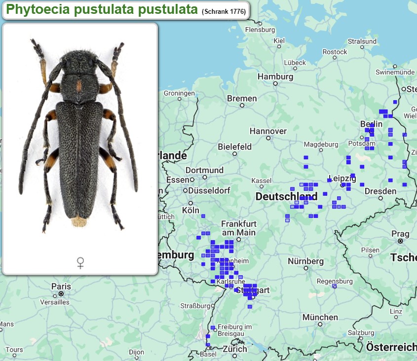 Abb_33_21_Verbreitung_Phytoecia_pustulata