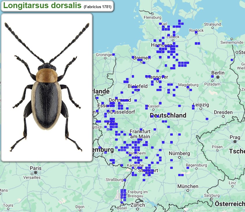 Abb_33_23_Verbreitung_Longitarsus_dorsalis