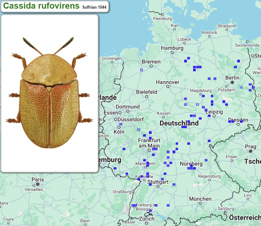 Abb_33_24_Verbreitung_Cassida_rufovirens