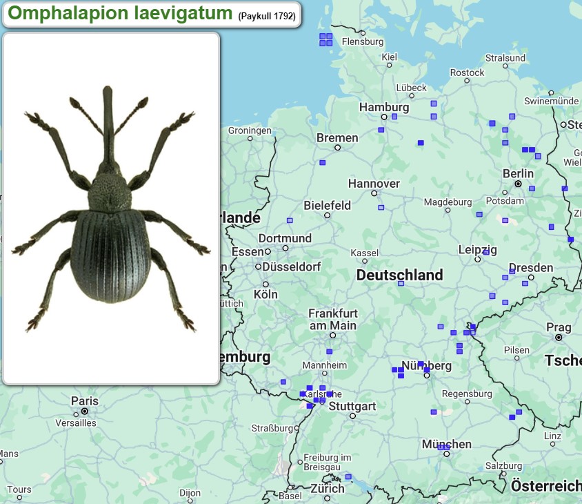 Abb_33_25_Verbreitung_Omphalapion_laevigatum