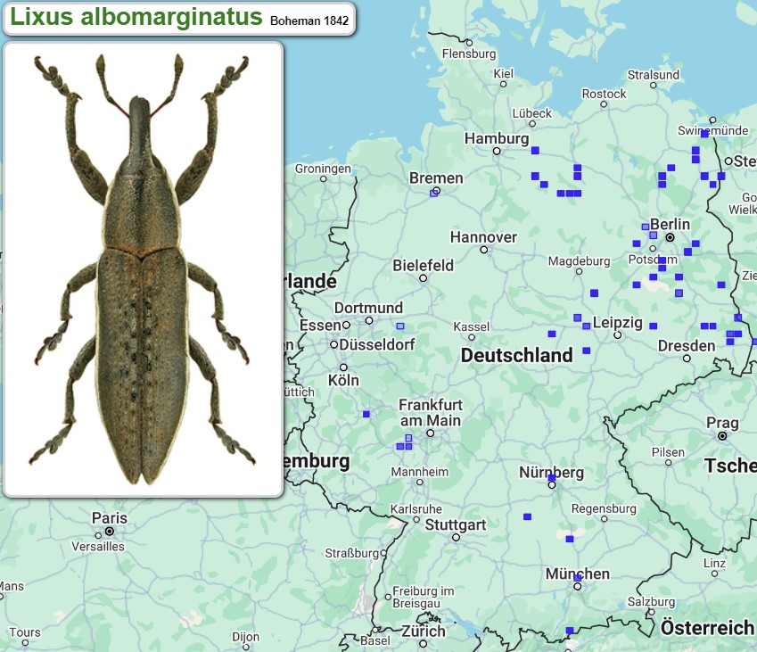 Abb_33_26_Verbreitung_Lixus_albomarginatus