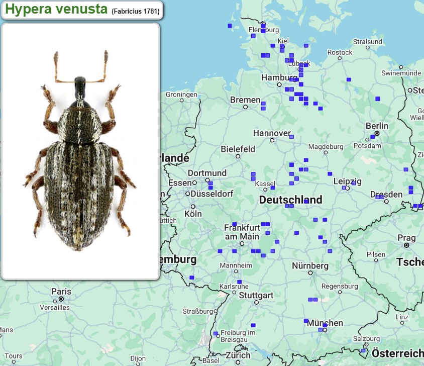 Abb_33_27_Verbreitung_Hypera_venusta