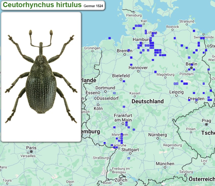 Abb_33_28_Verbreitung_Ceutorhynchus_hirtulus