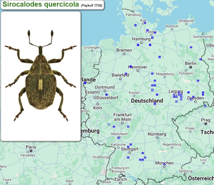 Abb_33_29_Verbreitung_Sirocalodes_quercicola