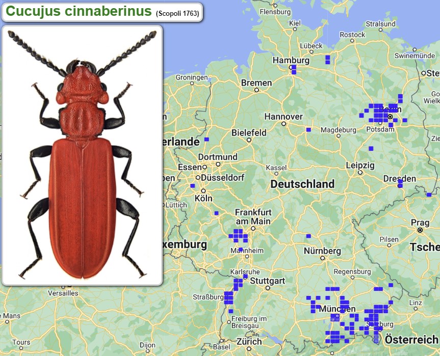 Abb_30_09_Cucujus_cinnabarinus