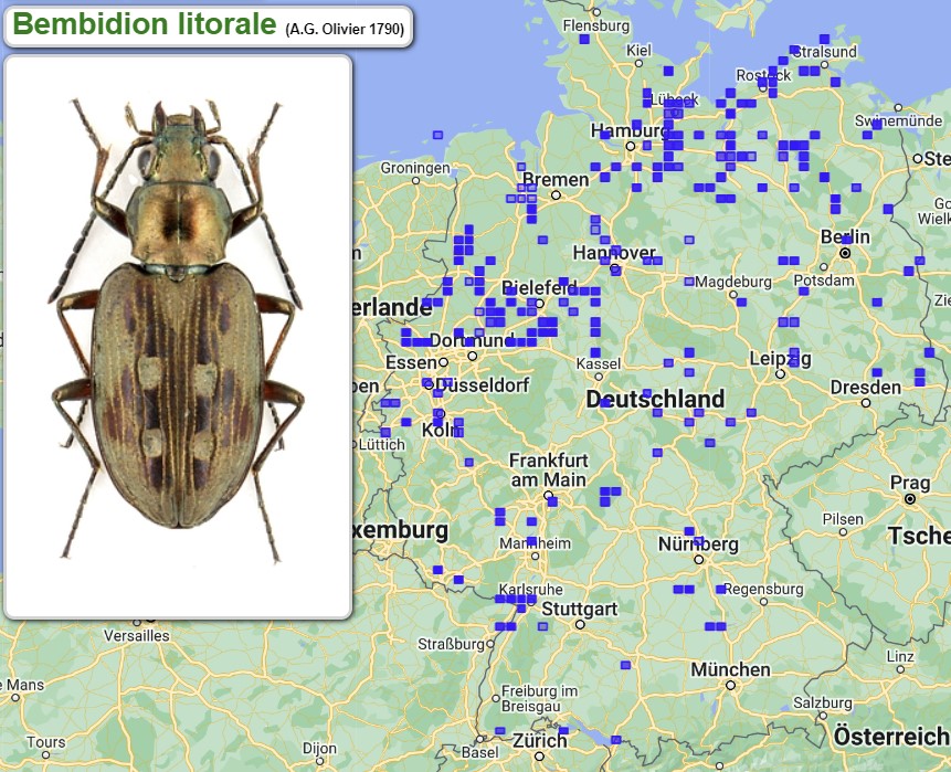 Abb_30_10_Bembidion_litorale