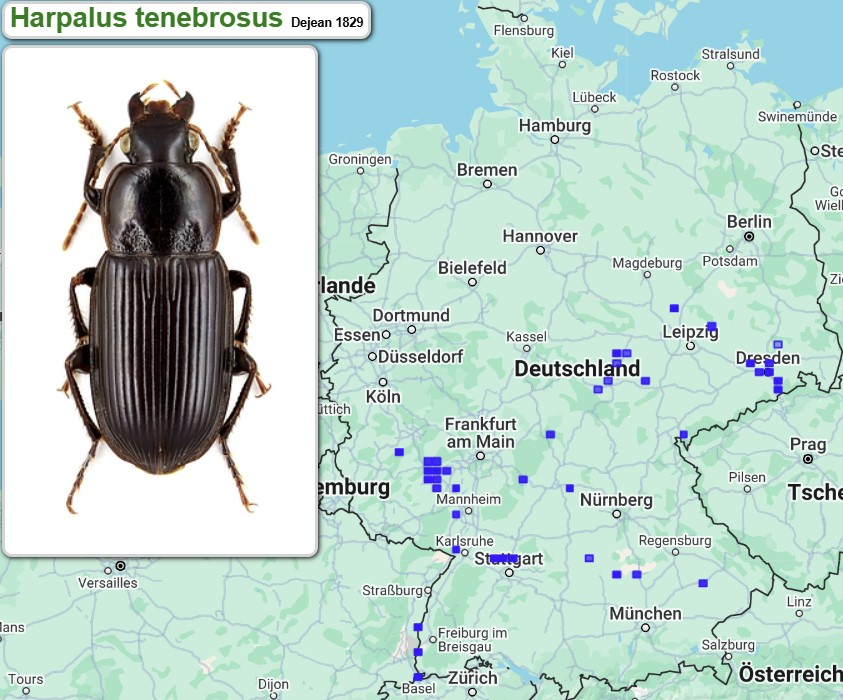 Abb_30_11_Harpalus_tenebrosus