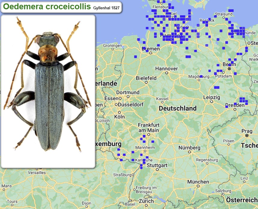 Abb_30_16_Oedemera_croceicollis