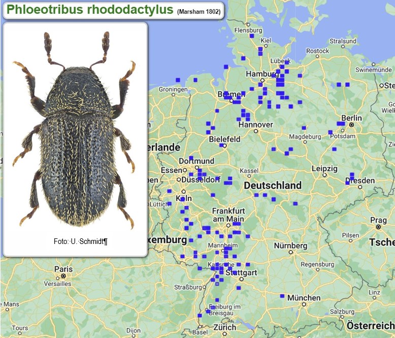 Abb_30_21_Phloeotribus_rhododactylus