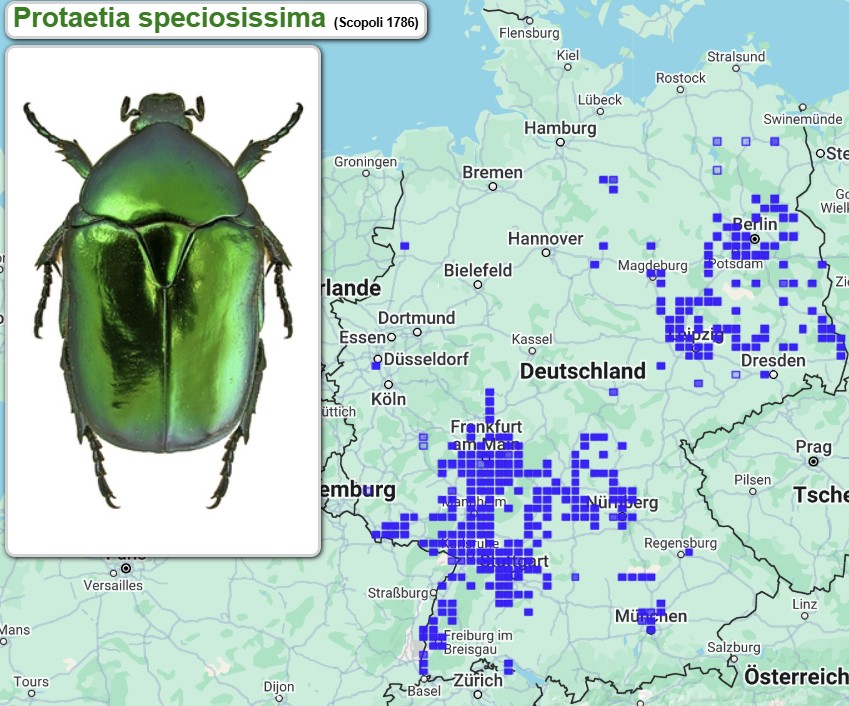 Abb_32_15_Fundmeldungen_Protaetia_speciosissima