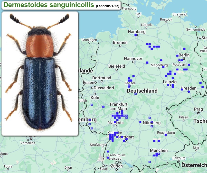 Abb_32_16_Fundmeldungen_Dermestoides_sanguinicollis